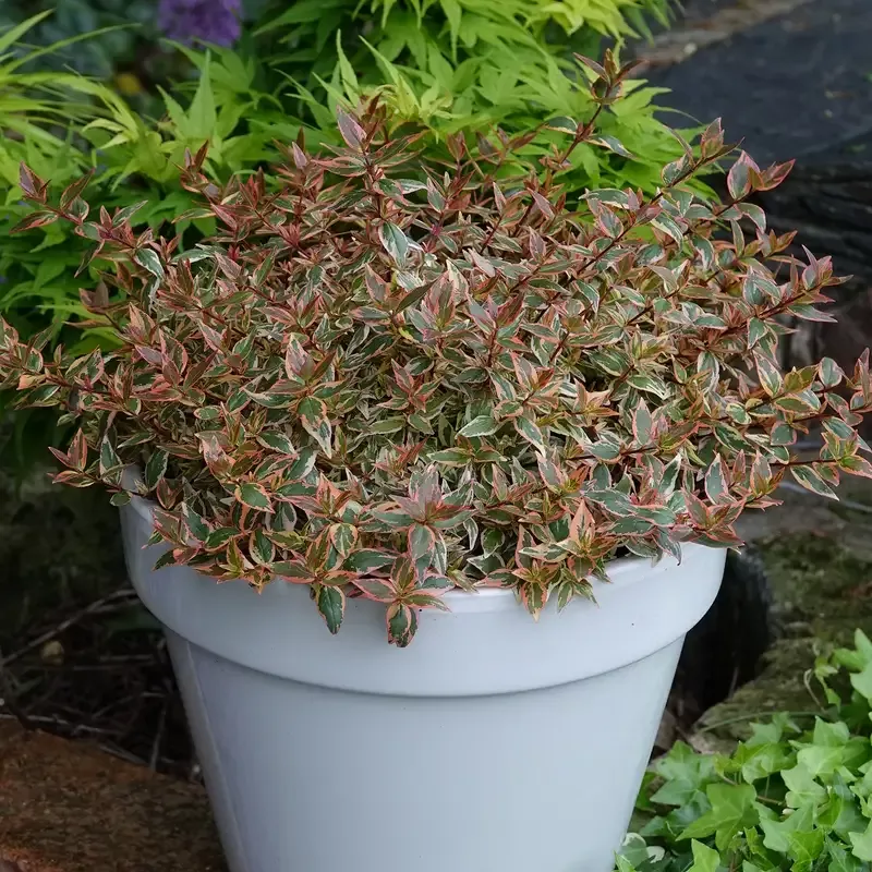Tres Amigos™ Abelia