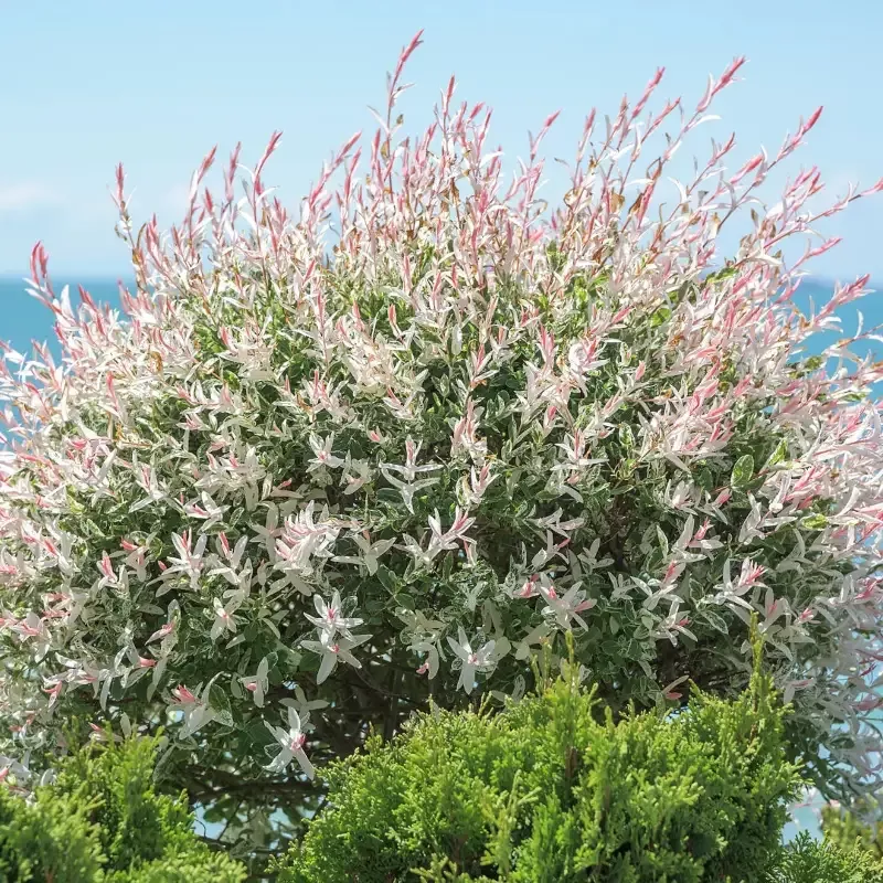 Tri-Color Dappled Willow