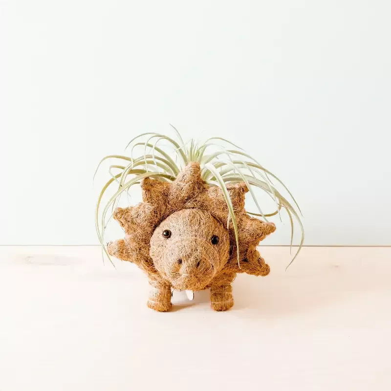 Triceratops Planter – Coco Coir Pots