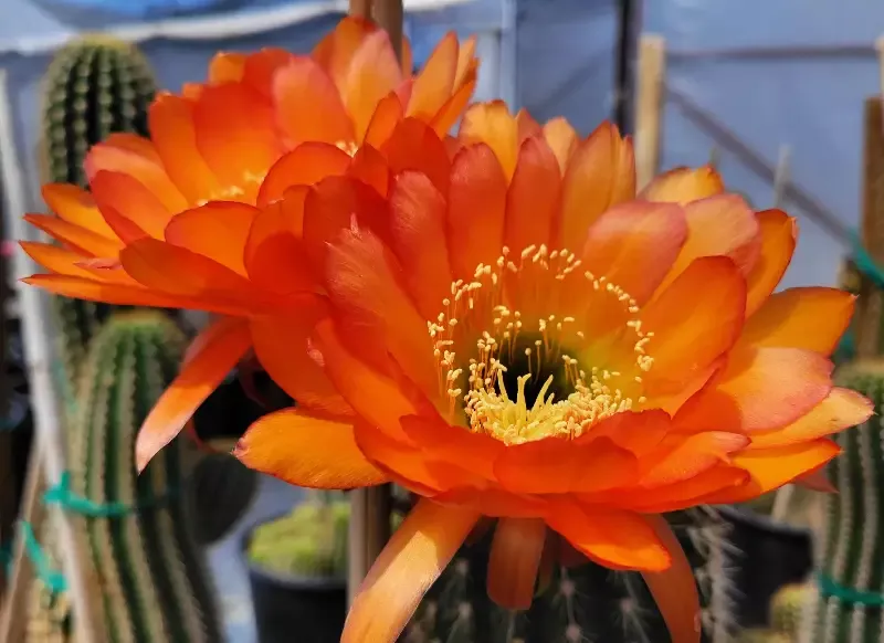 Trichocereus grandiflorus hybrid