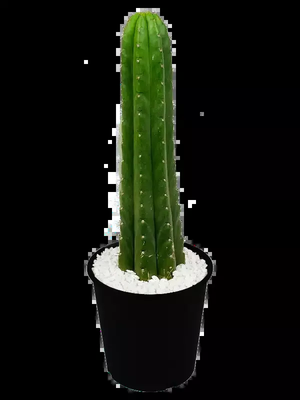 Trichocereus pachanoi – San Pedro