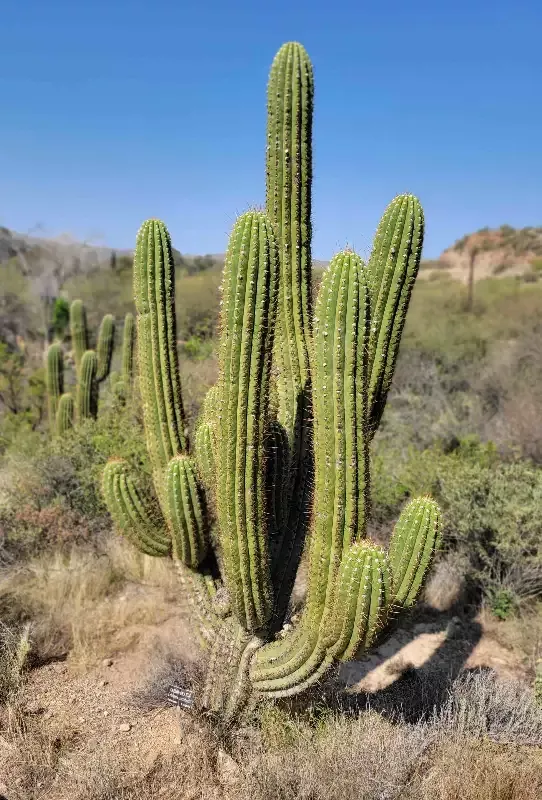 Trichocereus terschekii – Argentine Saguaro