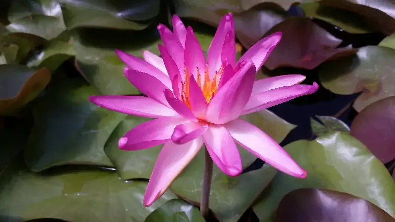 Tropic Star Hybrid Water Lily