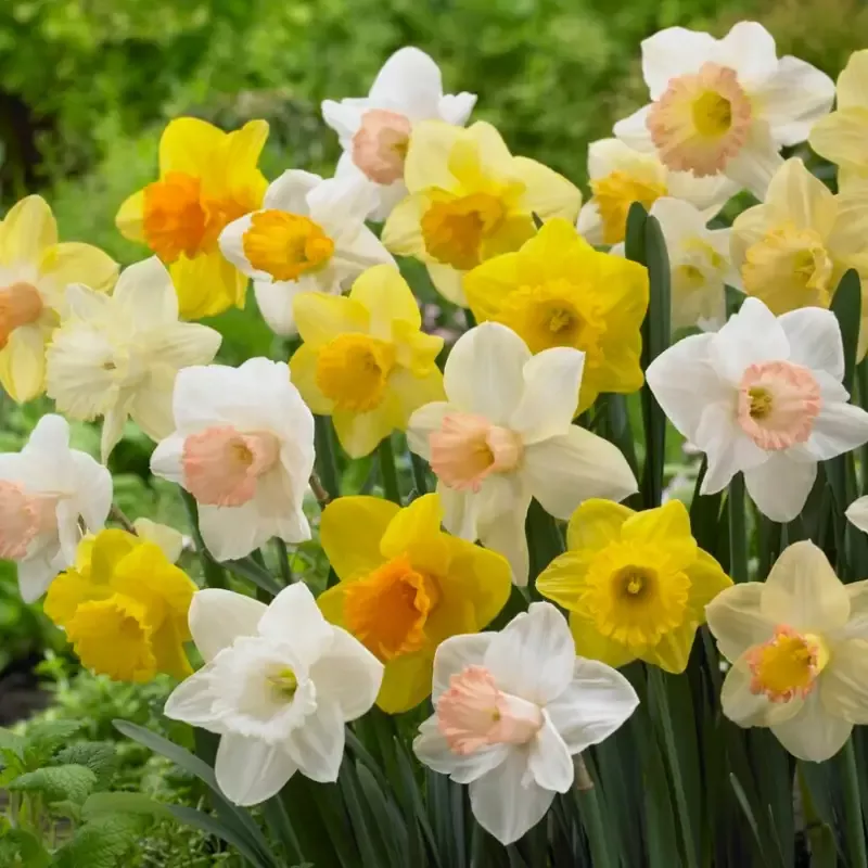 Trumpet Daffodil Mix (Narcissus)