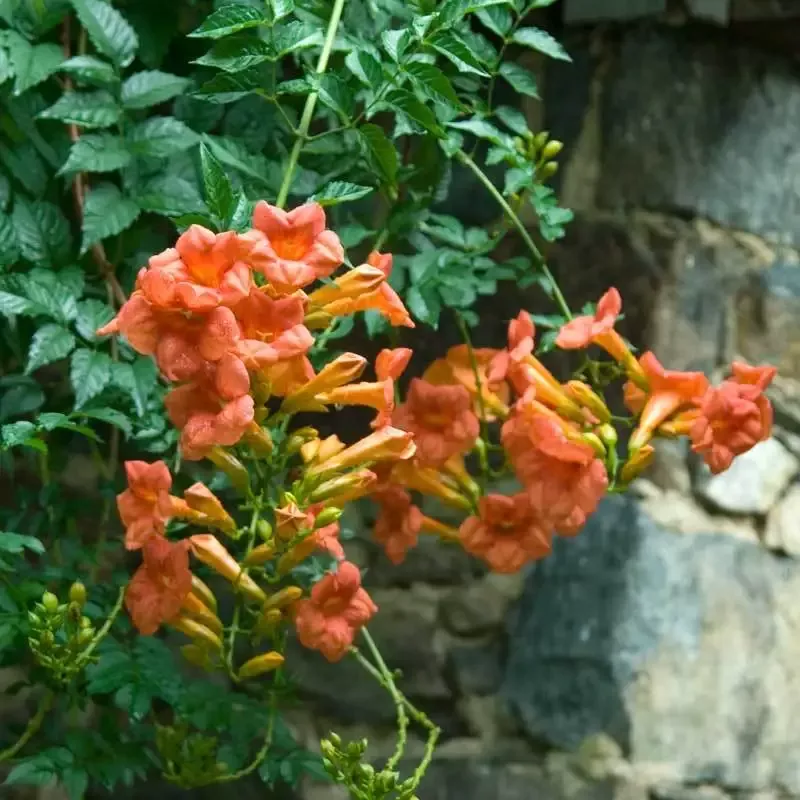 Trumpet Vine (Campsis)