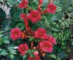 Trumpet Vine – Minnesota Red