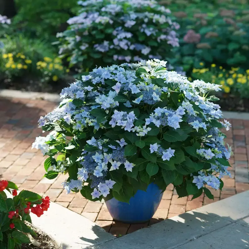 Tuff Stuff Ah-Ha™ Mountain Hydrangea