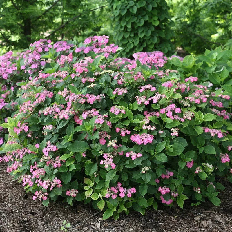 Tuff Stuff™ Red Mountain Hydrangea