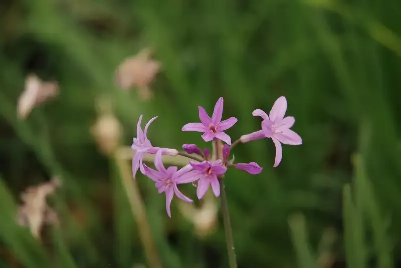 Tulbaghia violacea “Society Garlic”