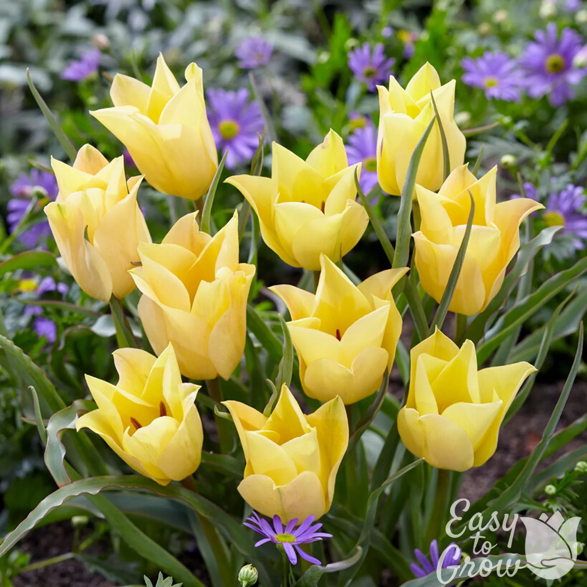 Tulip - Batalinii Bright Gem
