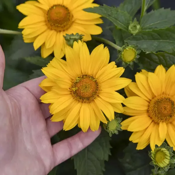 Tuscan Gold™ False Sunflower (Heliopsis)