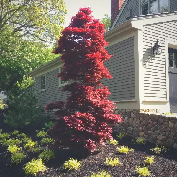 Twombly’s Red Sentinel Japanese Maple