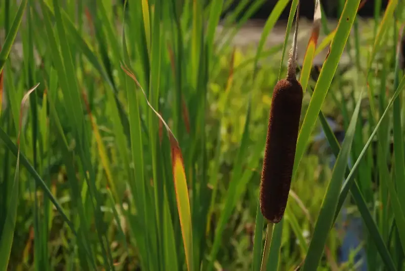 Typha latifolia “Common Cattail”