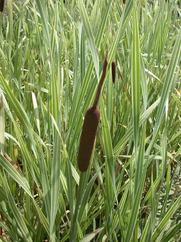 Typha latifolia “Variegated Cattail”