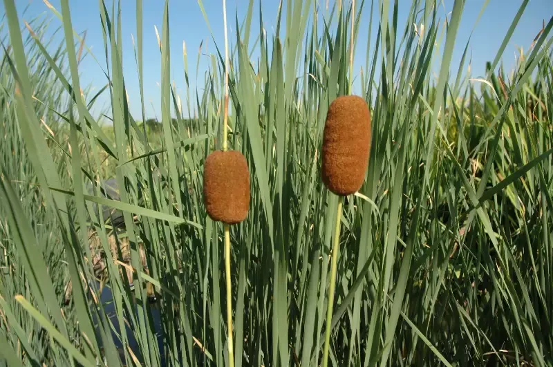 Typha laxmanii “Graceful Cattail”