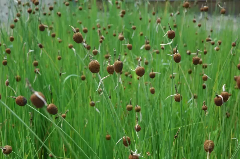 Typha minima “Europa” (Micro Miniature Cattail)