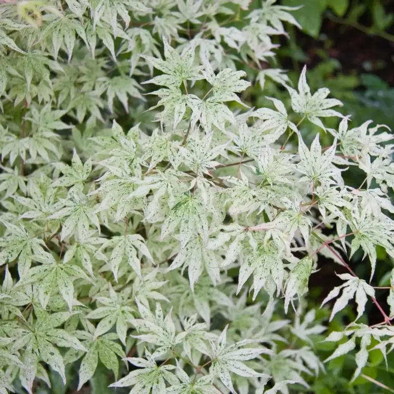 Ukigumo Japanese Maple