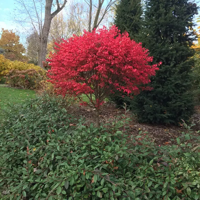 Unforgettable Fire™ Burning Bush