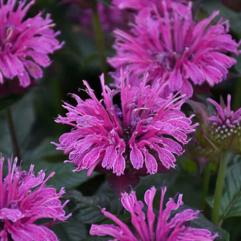 Upscale™ ‘Lavender Taffeta’ Bee Balm (Monarda)