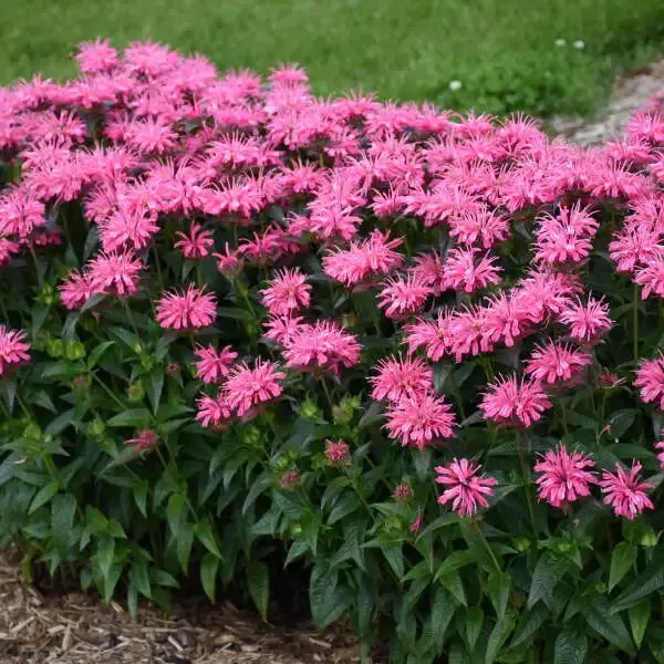 Upscale™ ‘Pink Chenille’ Bee Balm (Monarda)