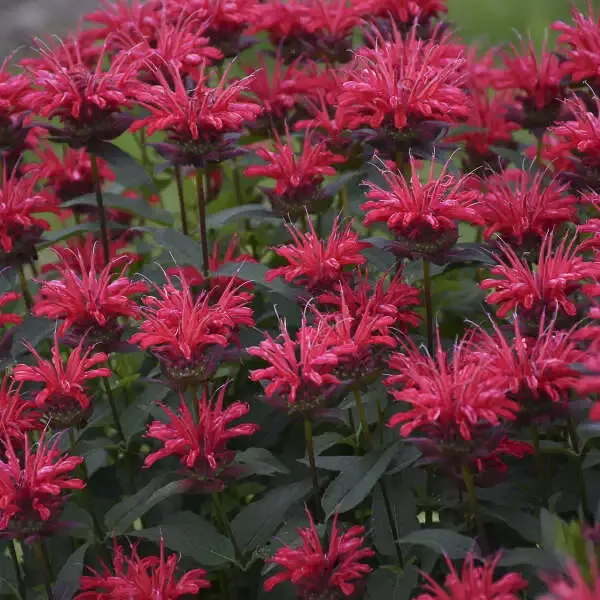 Upscale™ ‘Red Velvet’ Bee Balm (Monarda)