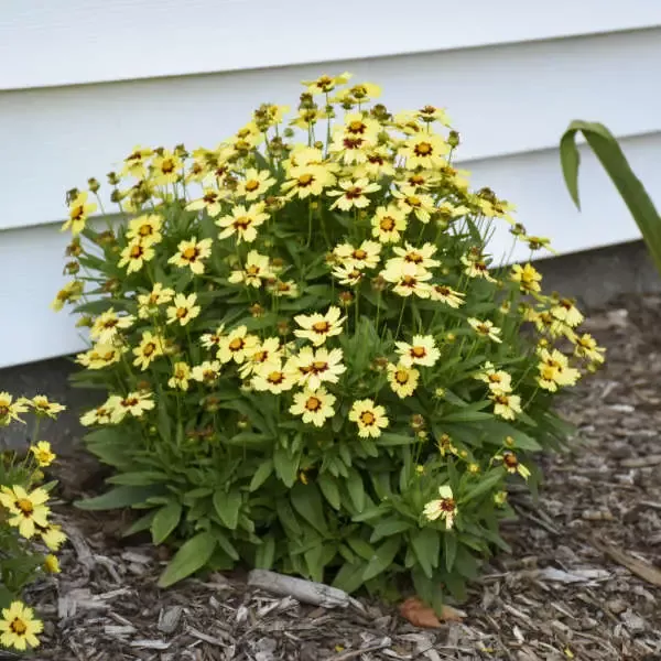 Uptick™ Cream & Red Tickseed (Coreopsis)