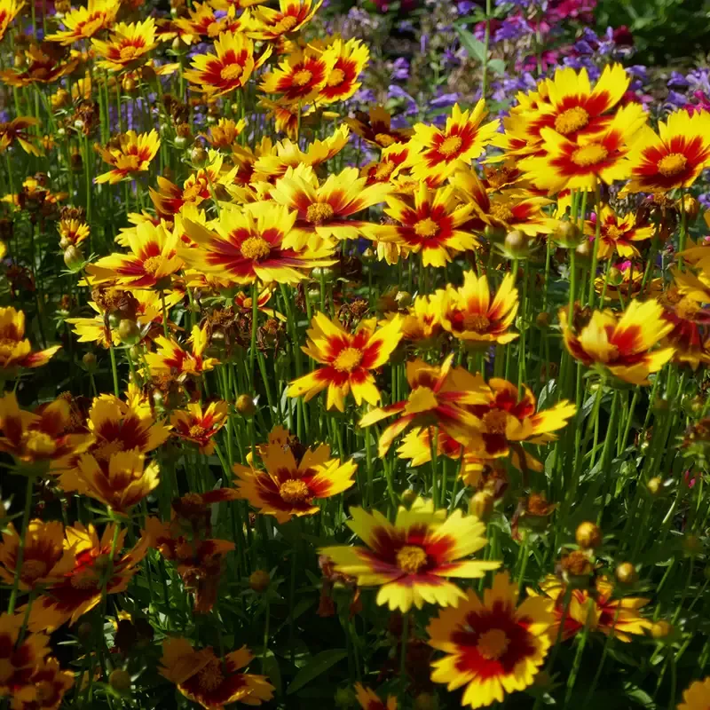 Uptick™ Gold & Bronze Tickseed (Coreopsis)