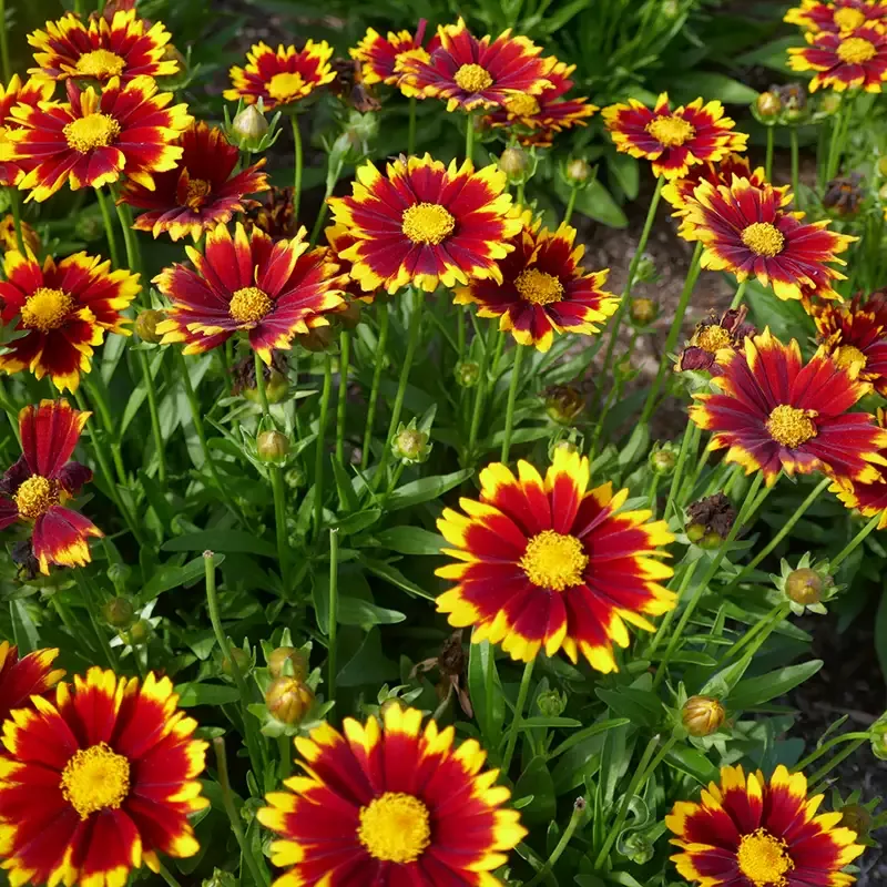 Uptick™ Red Tickseed (Coreopsis)