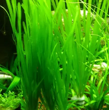 Vallisneria Gigantea “Giant Jungle Val”