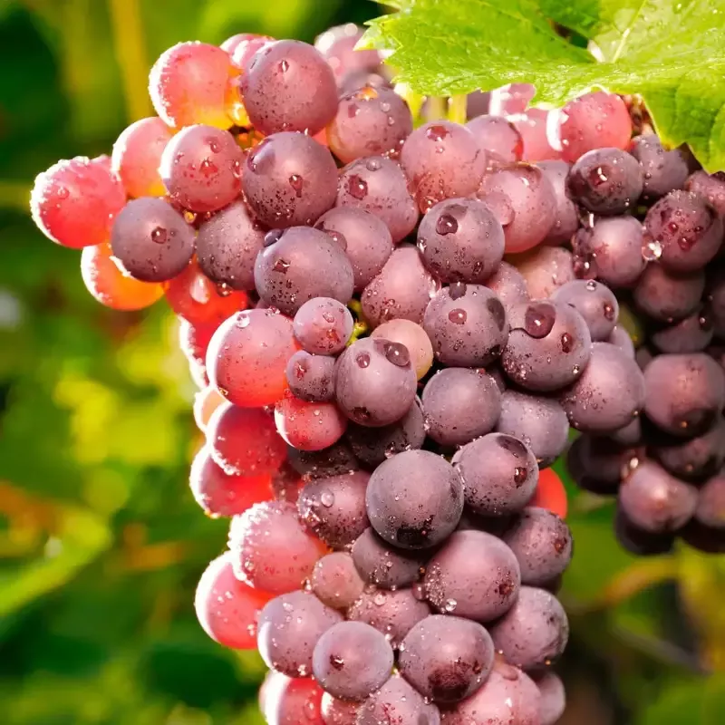 Vanessa Seedless Grapes