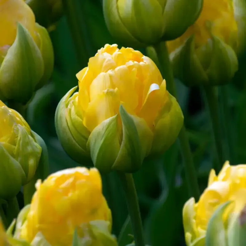 ‘Vanilla Coup’ Double Peony Tulip