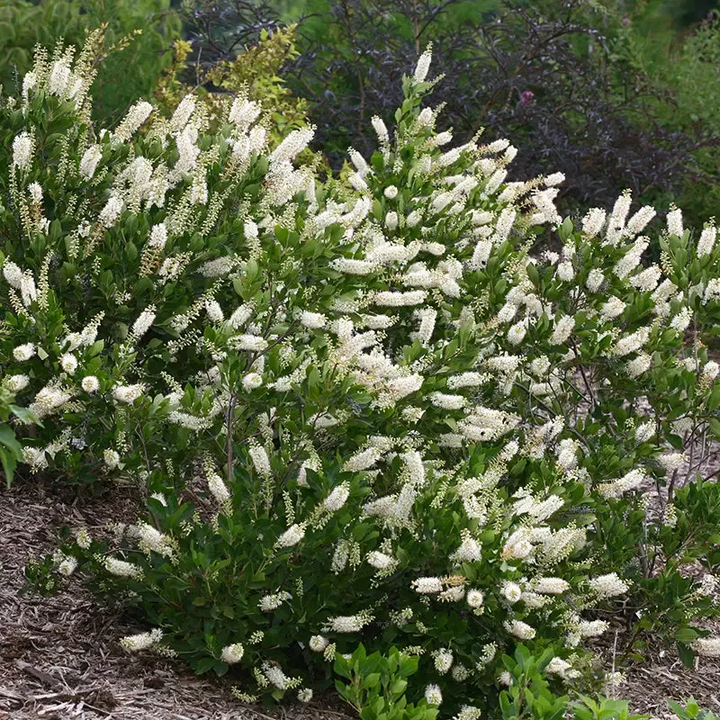 Vanilla Spice™ Summersweet (Clethra)
