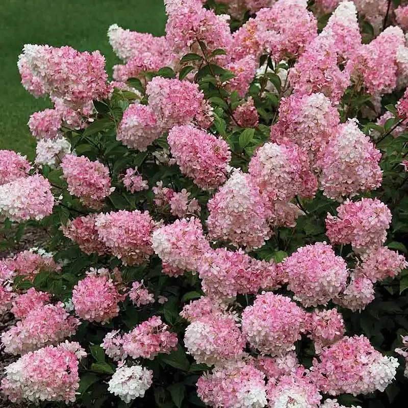 Vanilla Strawberry™ Panicle Hydrangea