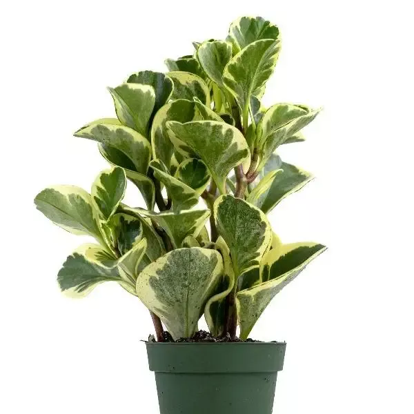 Variegated Baby Rubber Plants