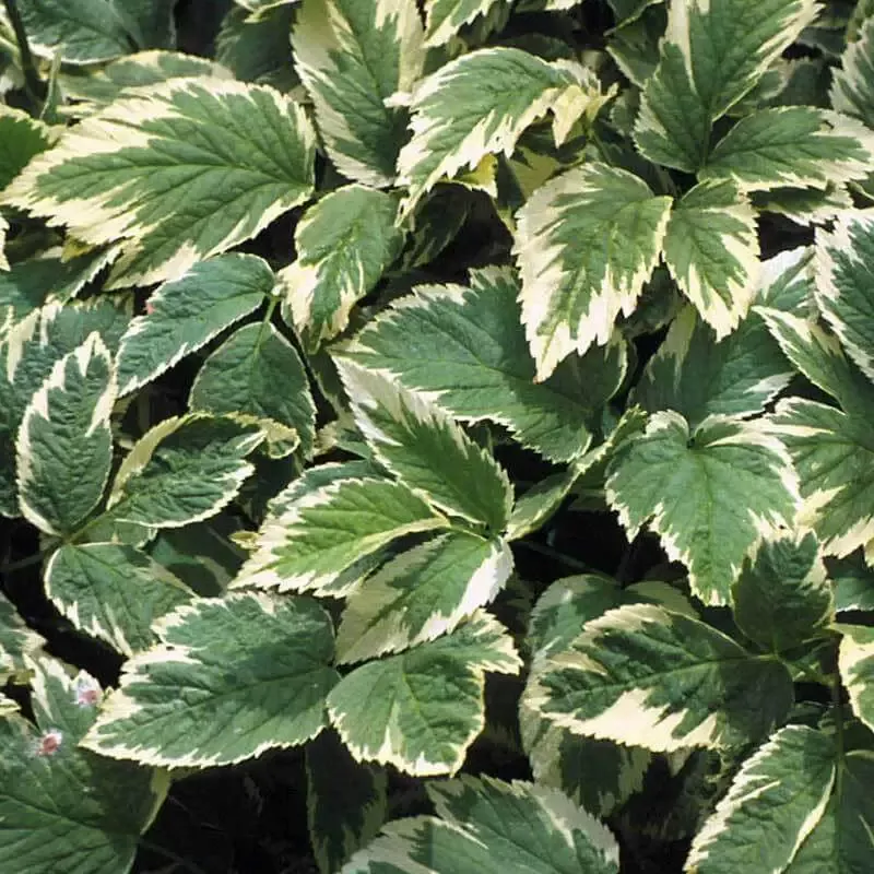 Variegated Bishop’s Weed (Aegopodium)