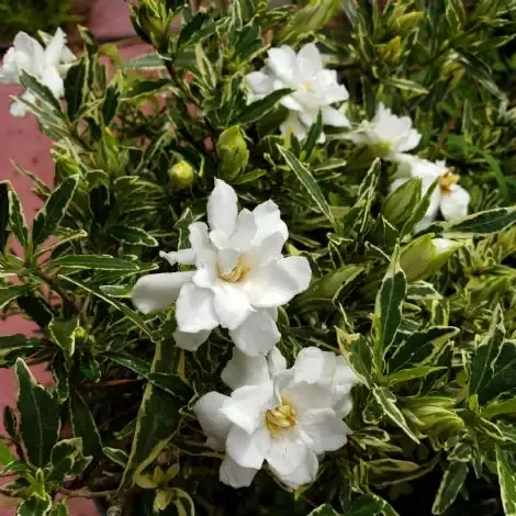 Variegated Dwarf Radicans Gardenia