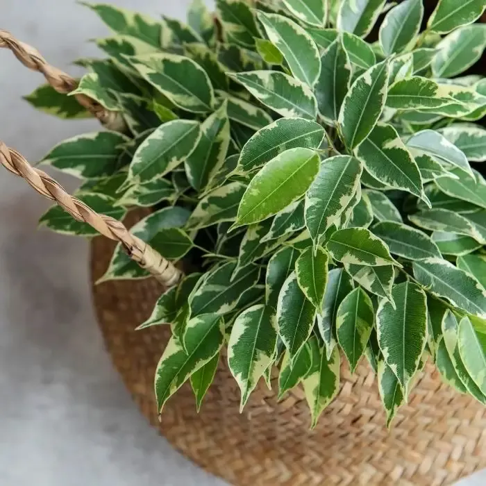 Variegated Ficus benjamina