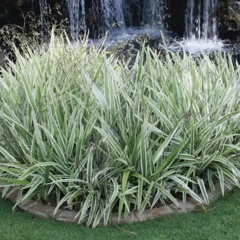 Variegated Flax Lily ‘Variegata’
