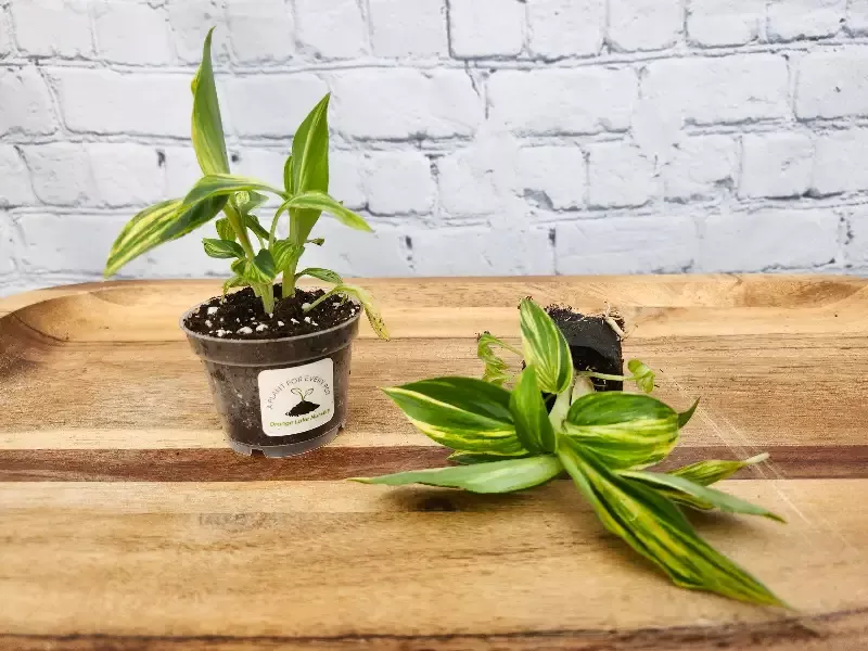 Variegated Ginger