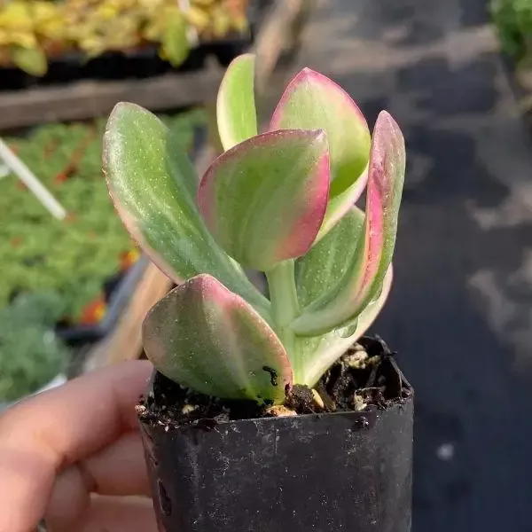 Variegated Jade Plant