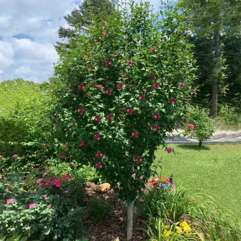 Variegated Lucy Red Althea (Tree Form)