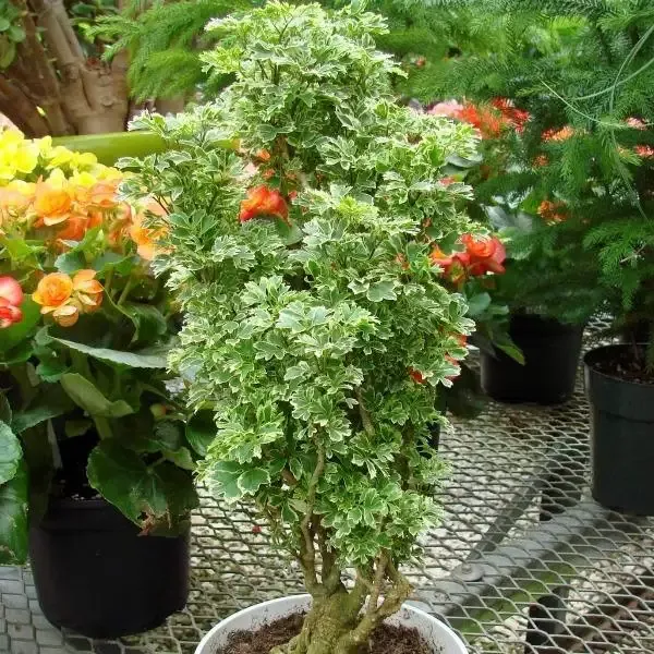 Variegated Parsley Aralia