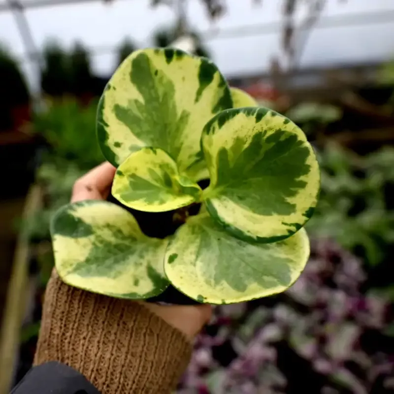 Variegated Peperomia