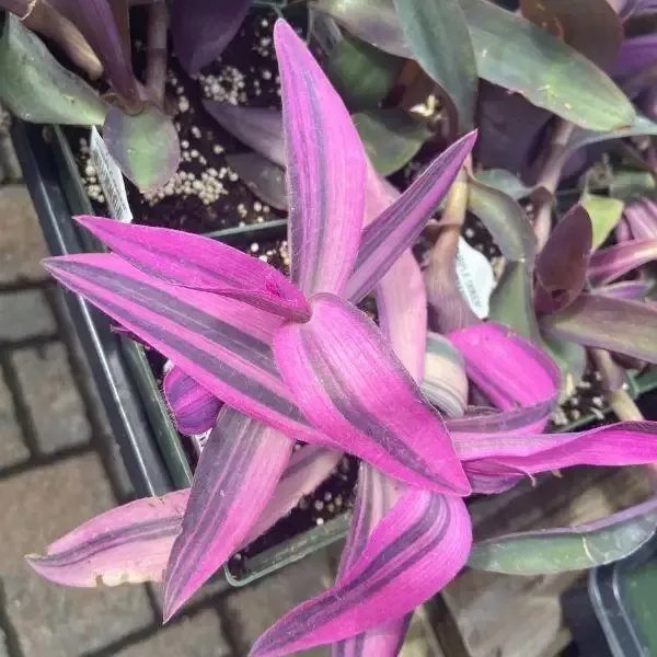 Variegated Purple Queen Plant