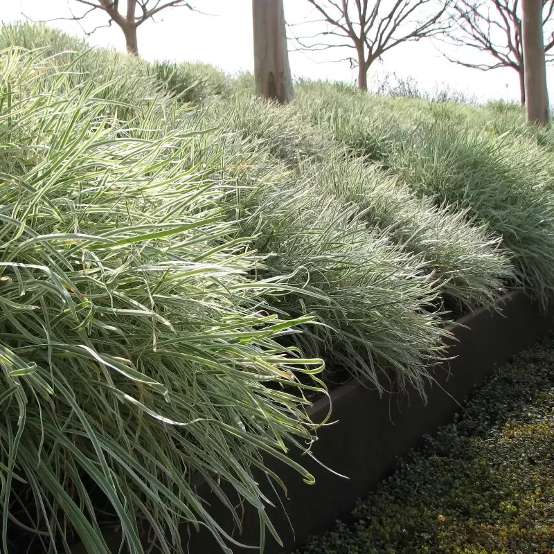 Variegated Society Garlic