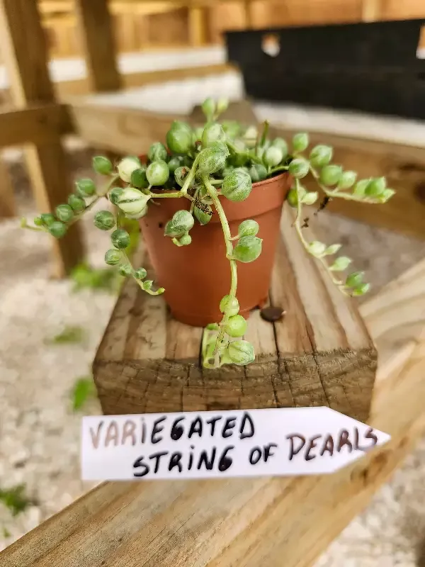 Variegated String of Pearls