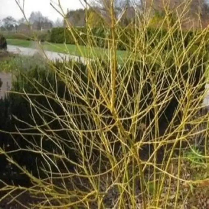 Variegated Yellow Twig Dogwood