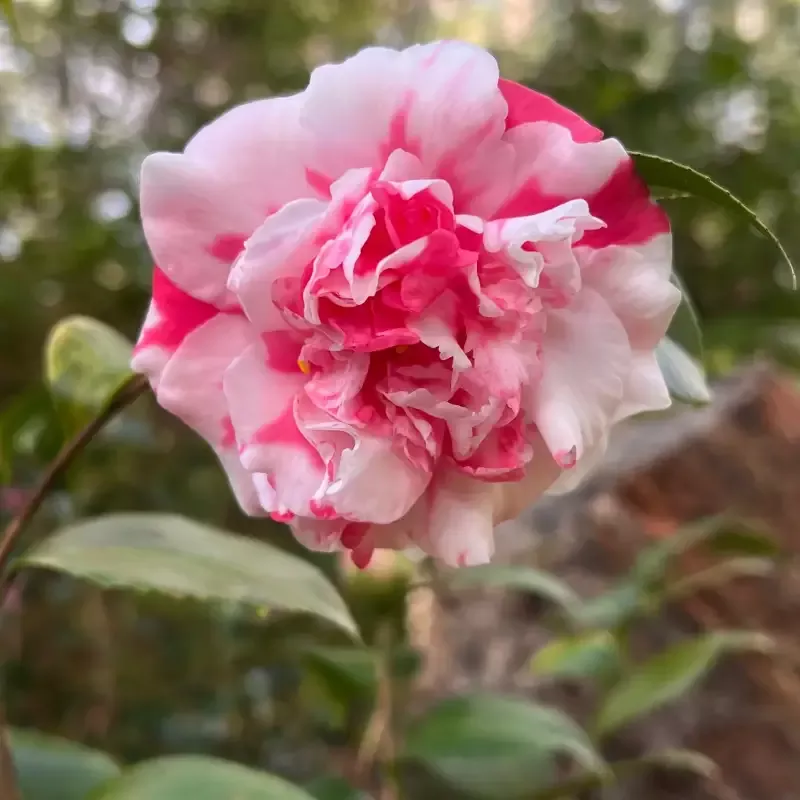 VariegatedCamellia
