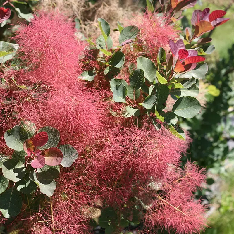The Velvet Fog™ Smokebush