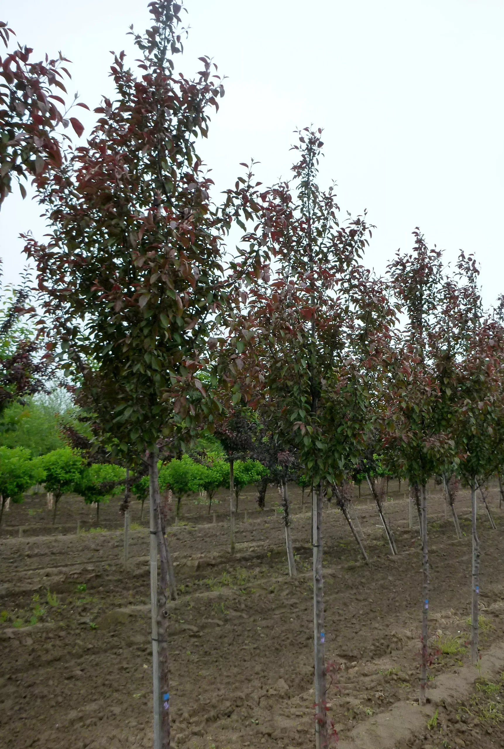 Velvet Pillar™ Crabapple